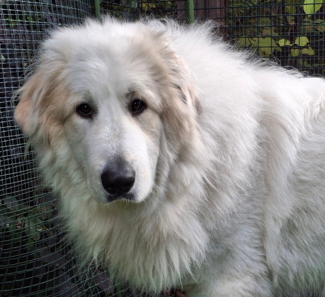 Puppy survival thread! All welcome!