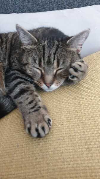 Post your supermodel cats