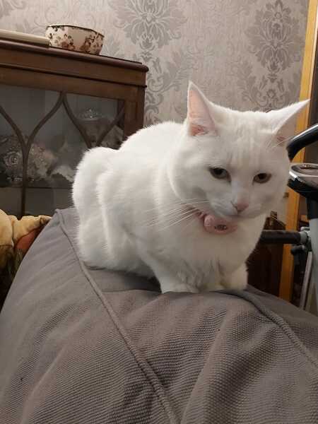 Thread 31 Starmer - September Rain