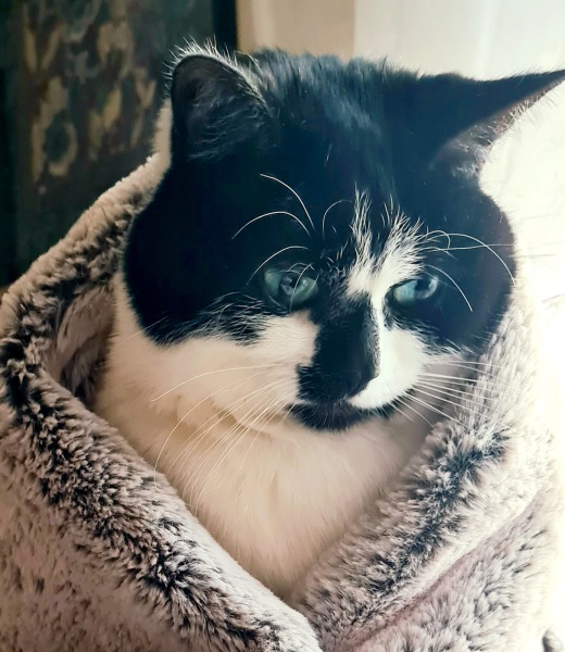 Post your supermodel cats
