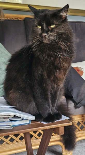 Scottish Tourism - the Excellent Cats debate Gizmo's suitability as a top influencer