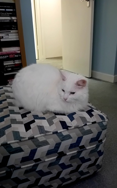 Scottish Tourism - the Excellent Cats debate Gizmo's suitability as a top influencer