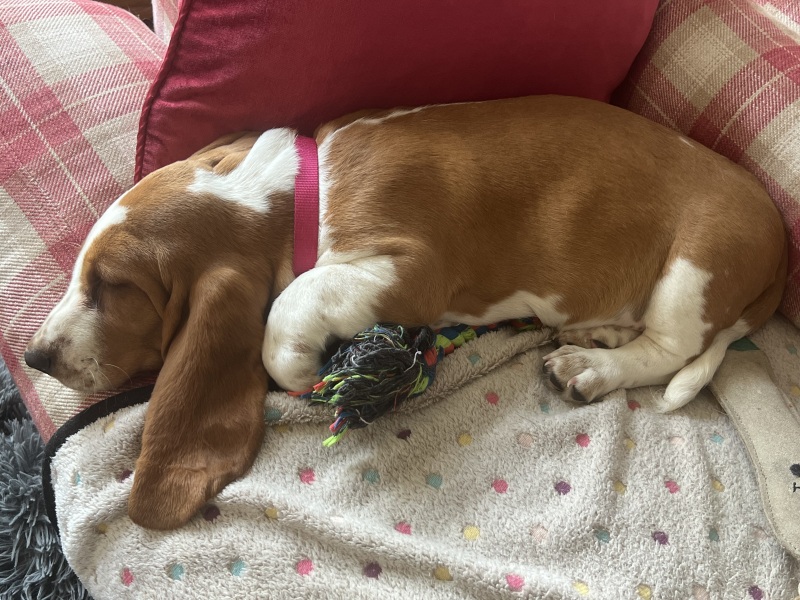 Puppy survival thread! All welcome!