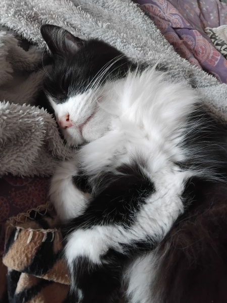 Post your supermodel cats