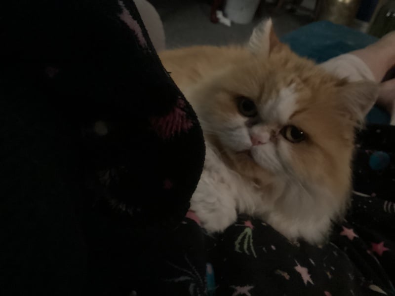 Thread 33 Starmer - Gerst Monath