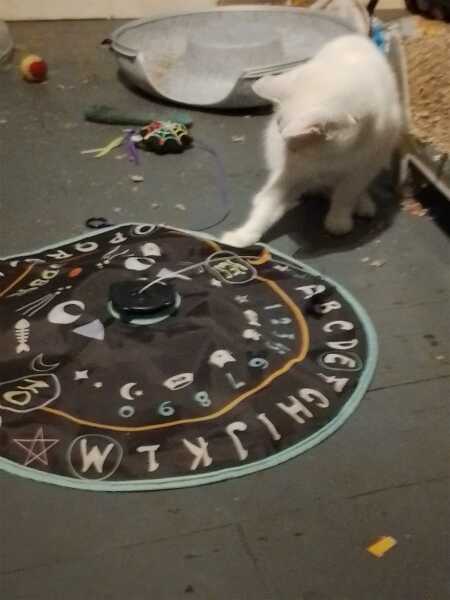 Scottish Tourism - the Excellent Cats debate Gizmo's suitability as a top influencer