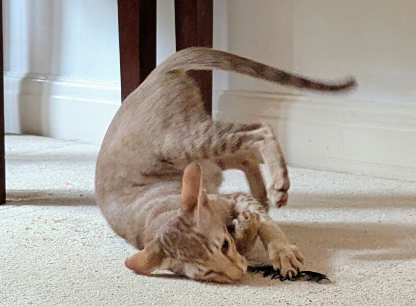 Cats a dickhead 🤣