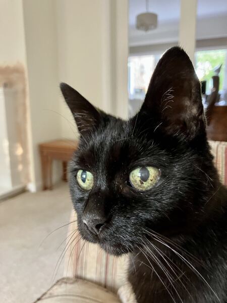 Chicken, Dreamies and Lickelix - the Excellent Cats form a disorderly queue
