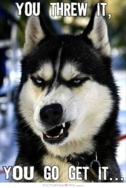 Ideas for keeping dogs stimulated indoors