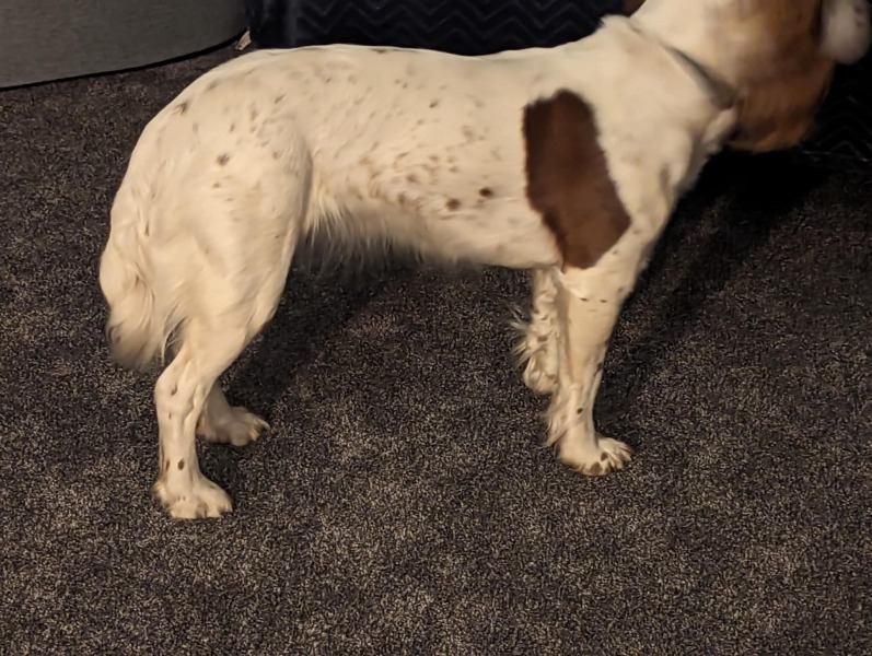 Beyond Adolescence - a thread to chat about grown up dogs, cake and anything else, excluding coffee.