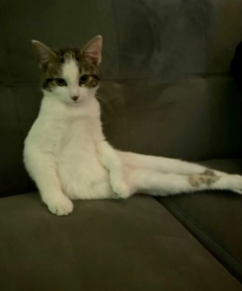 Post your supermodel cats