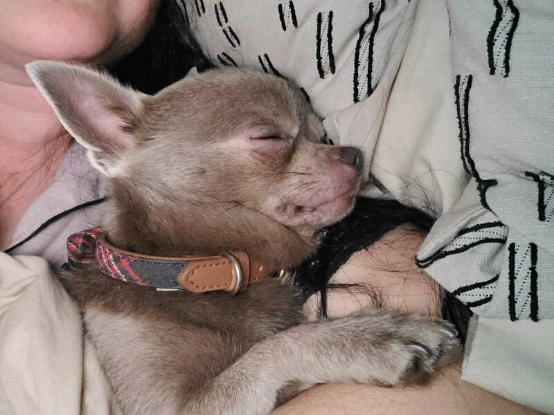 Chihuahua temperament