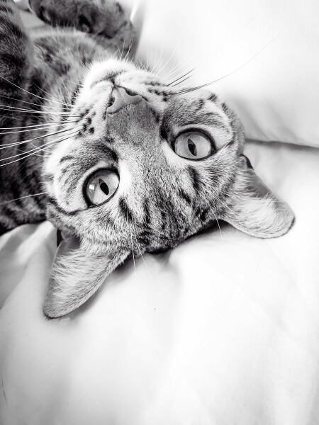 Post your supermodel cats