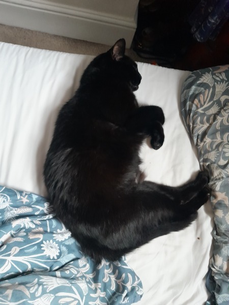 Chicken, Dreamies and Lickelix - the Excellent Cats form a disorderly queue