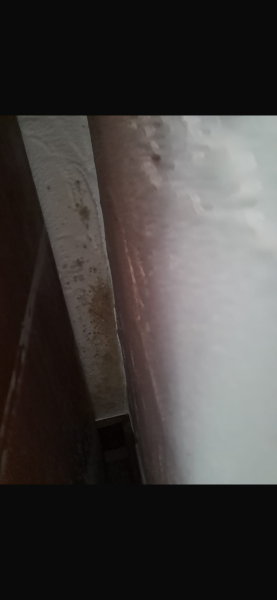 Serious Mould problem - advice needed