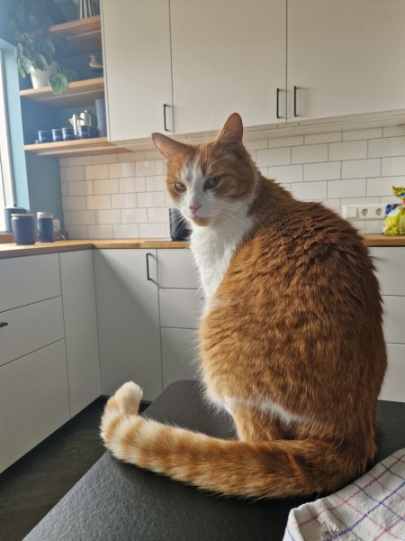Chicken, Dreamies and Lickelix - the Excellent Cats form a disorderly queue
