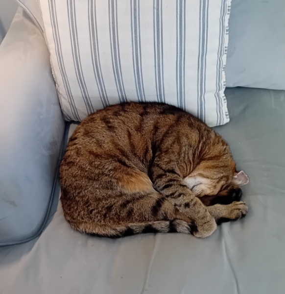 Chicken, Dreamies and Lickelix - the Excellent Cats form a disorderly queue