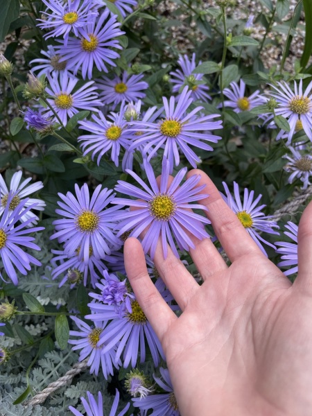 What kind of aster? (Pic)