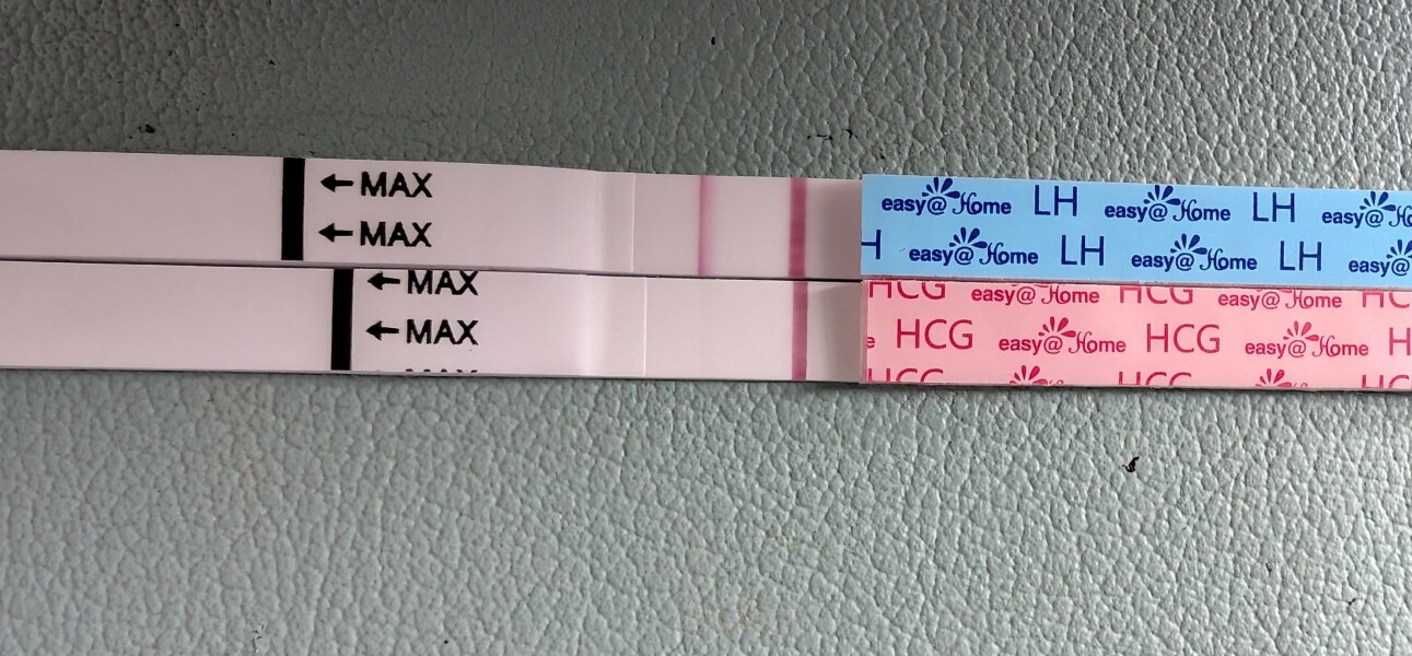 Ovulation after miscarriage