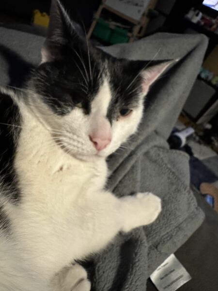 Chicken, Dreamies and Lickelix - the Excellent Cats form a disorderly queue