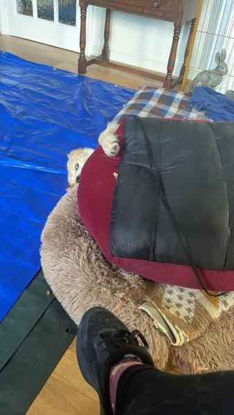 Puppy survival thread! All welcome!