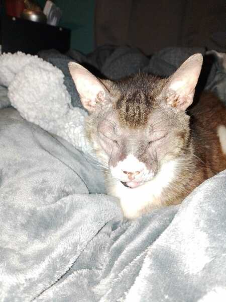 Chicken, Dreamies and Lickelix - the Excellent Cats form a disorderly queue