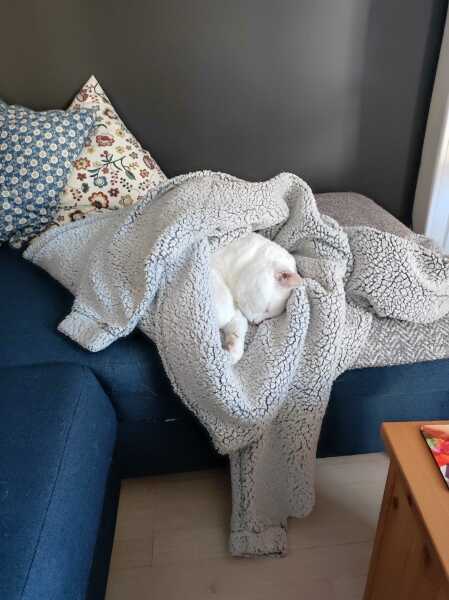 Chicken, Dreamies and Lickelix - the Excellent Cats form a disorderly queue