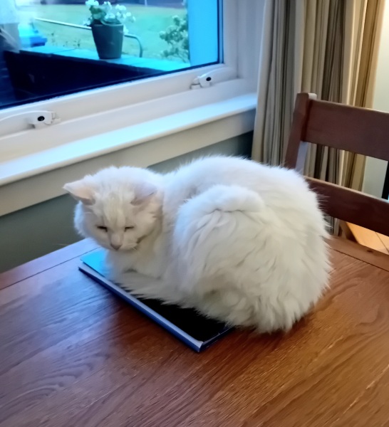 Chicken, Dreamies and Lickelix - the Excellent Cats form a disorderly queue