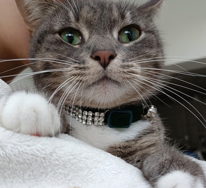 Post your supermodel cats