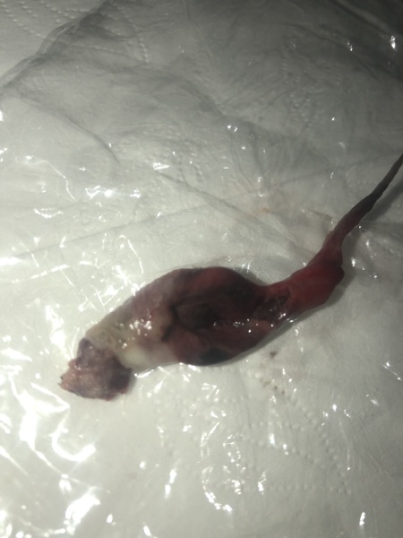 Is this my baby? *Warning graphic pic! *