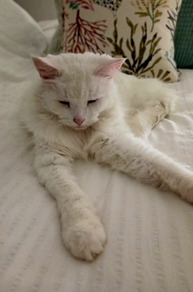 Chicken, Dreamies and Lickelix - the Excellent Cats form a disorderly queue