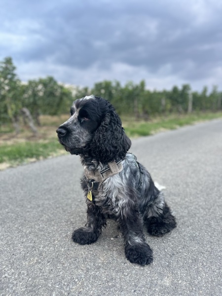 Cocker or Golden Retriever?