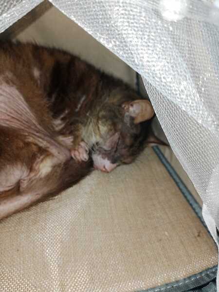 Scottish Tourism - the Excellent Cats debate Gizmo's suitability as a top influencer
