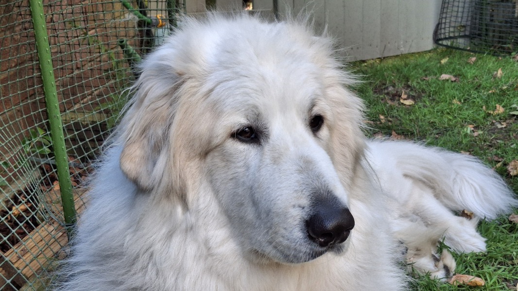 Beyond Adolescence - a thread to chat about grown up dogs, cake and anything else, excluding coffee.