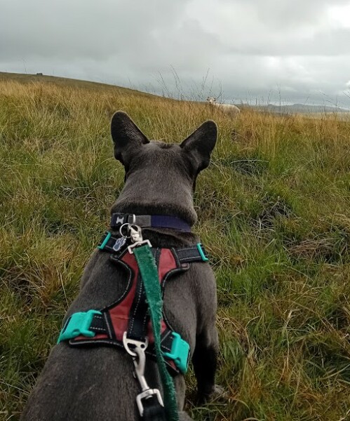 Continuing support thread for those trying to live an alcohol free life - summer 2025