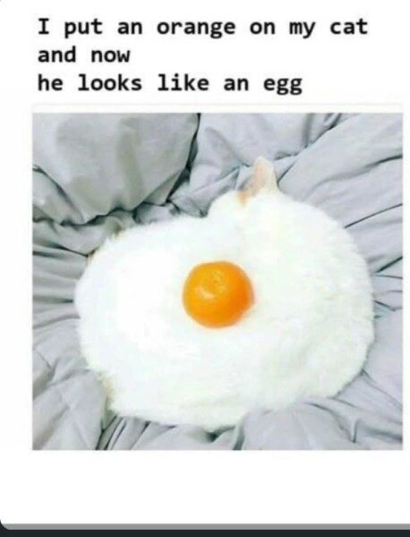 Chicken, Dreamies and Lickelix - the Excellent Cats form a disorderly queue