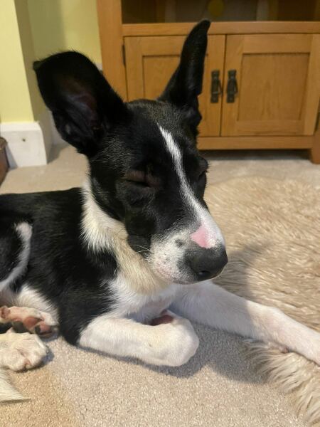 Puppy survival thread! All welcome!