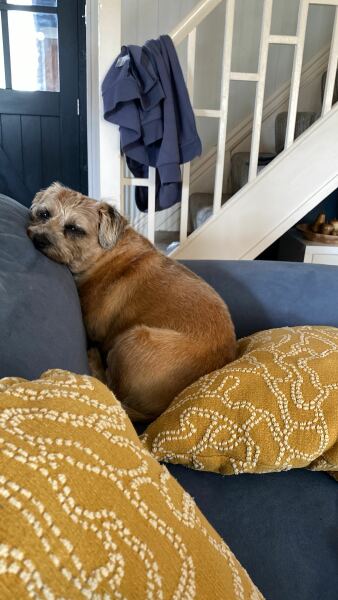 Thread 32 Starmer - Corn Moon