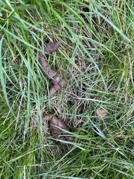 AIBU to stop next doors sick cat coming into my garden?