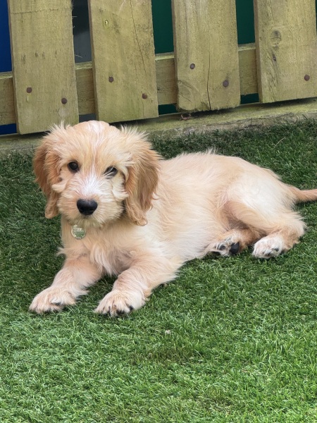 First time family dog, what breed might we be missing?