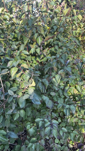 Can anyone tell me what hedging this is?