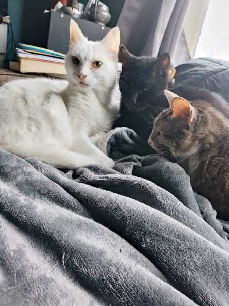 Scottish Tourism - the Excellent Cats debate Gizmo's suitability as a top influencer