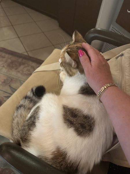 Chicken, Dreamies and Lickelix - the Excellent Cats form a disorderly queue