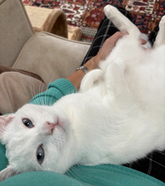 Chicken, Dreamies and Lickelix - the Excellent Cats form a disorderly queue