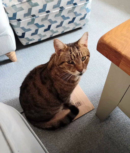 Chicken, Dreamies and Lickelix - the Excellent Cats form a disorderly queue