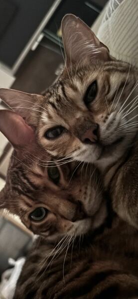 Post your supermodel cats