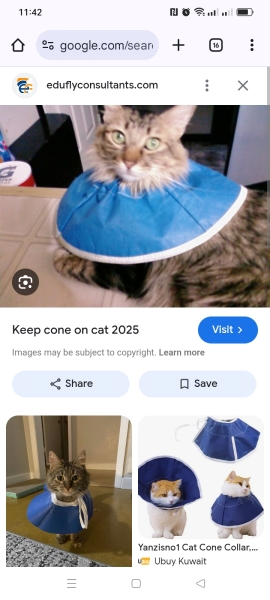 Emergency vet for this? Anything they can do?