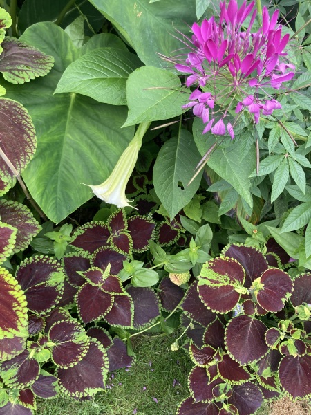 Anyone else planting a jungle/tropical garden?