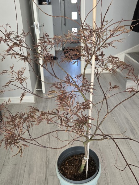 Acer care & container