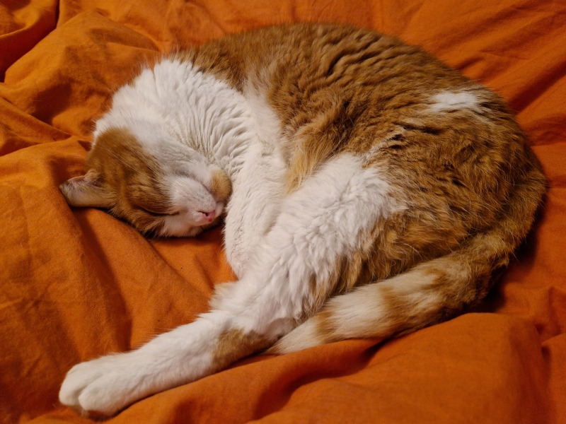 Scottish Tourism - the Excellent Cats debate Gizmo's suitability as a top influencer